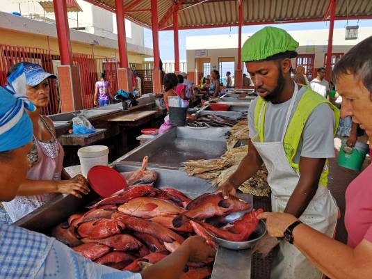 2 beaux merous pour 8 euros