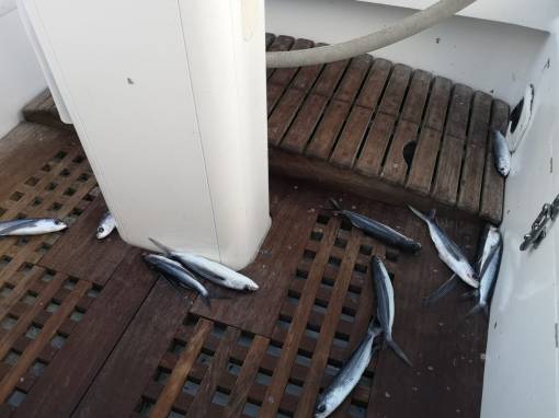 poissons volants.jpeg