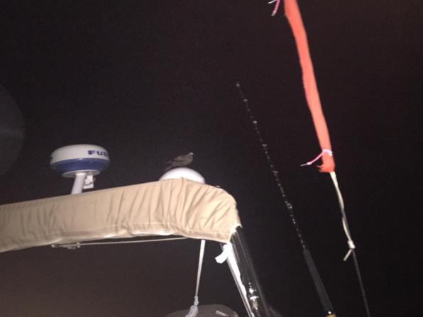 FREGATE EN ASSISTANCE.jpeg