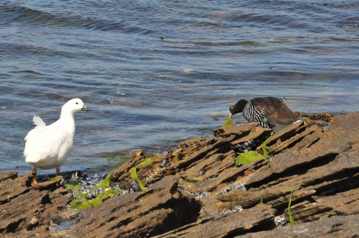 couple kelp goose