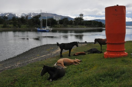 chevaux à Puerto williams.JPG