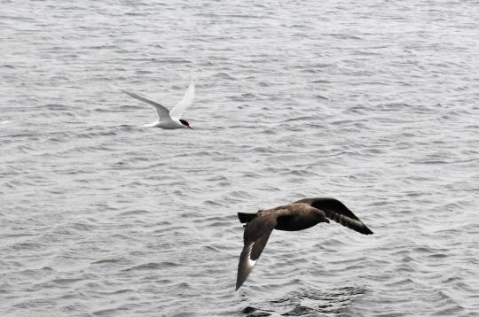 sterneantarctique26skua