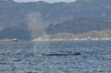 26 baleine brecknock