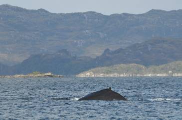 26 baleine brecknock2