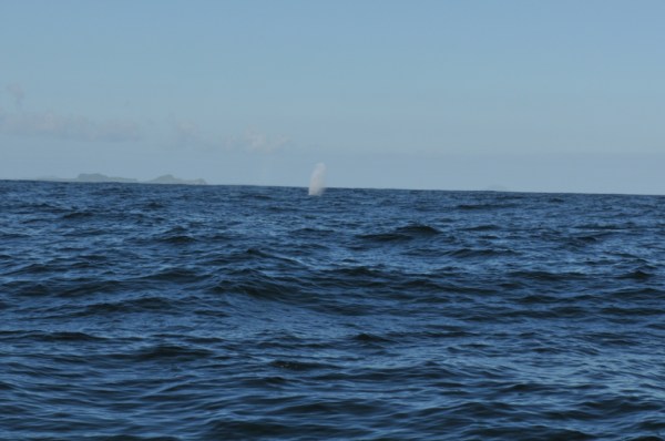 baleine golfe des peines.JPG