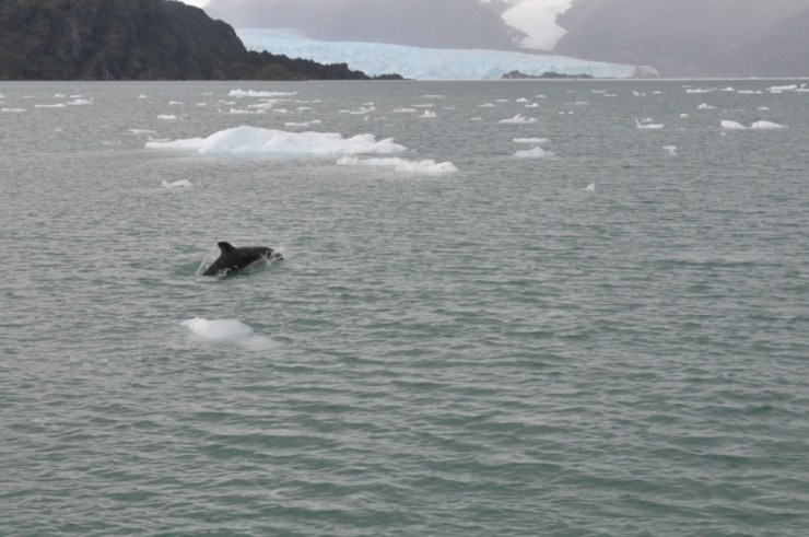 dauphin & glaces.JPG