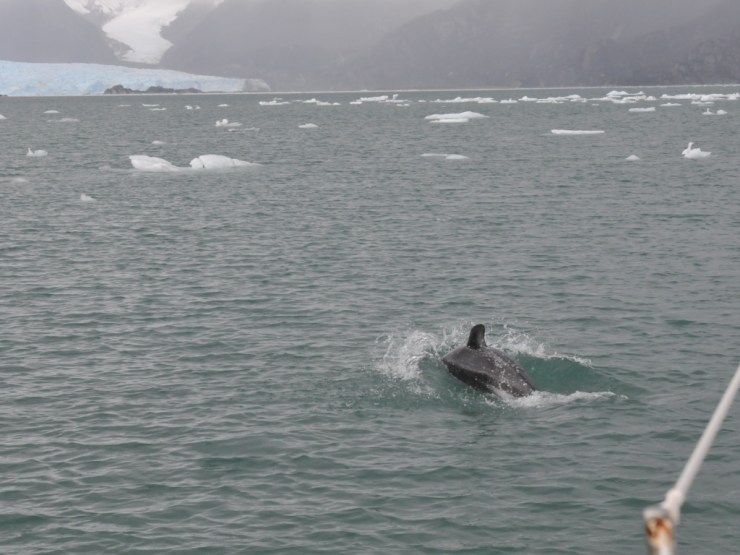 dauphin &amp; glaces2