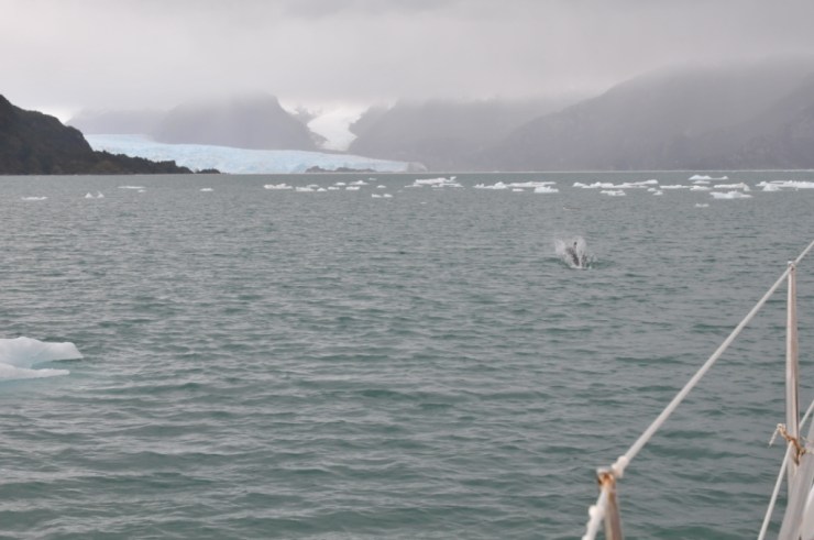 dauphin &amp; glaces3