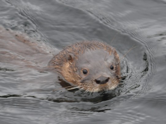 loutre.jpg