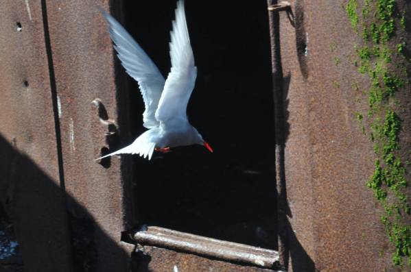 sterne &amp; fenetre