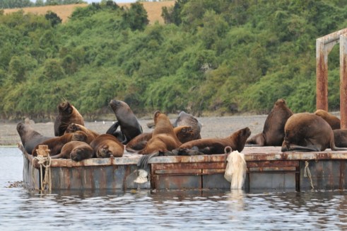 lions de mer a castro