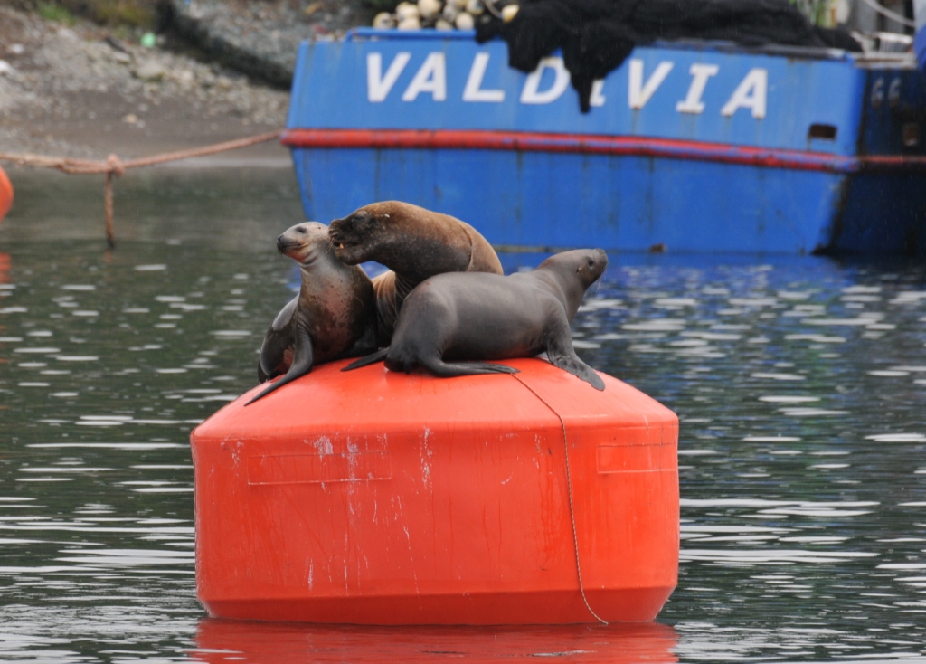phoques sur une bouee